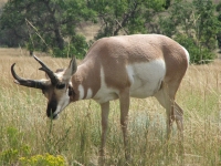 Hungry antelope